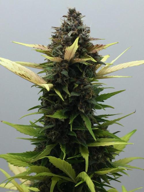 PAPAYA COOKIES AUTO. Week 11