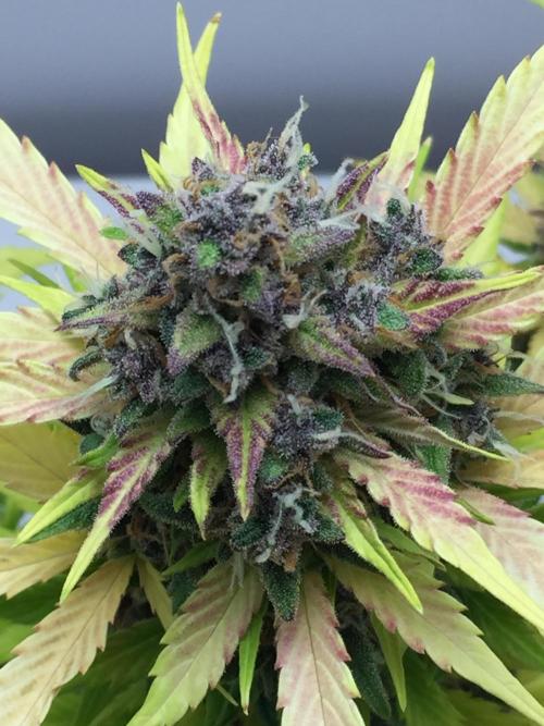 PAPAYA COOKIES AUTO. Week 11