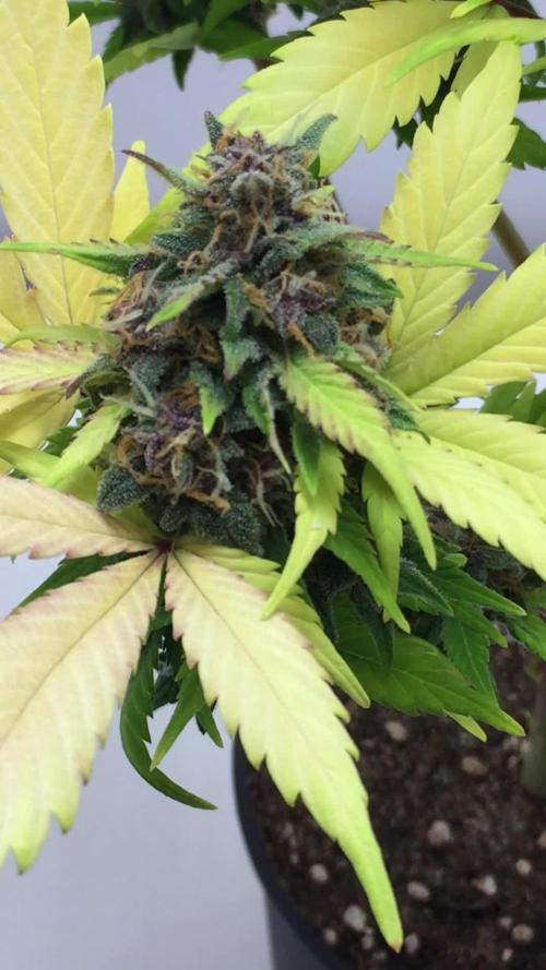 PAPAYA COOKIES AUTO