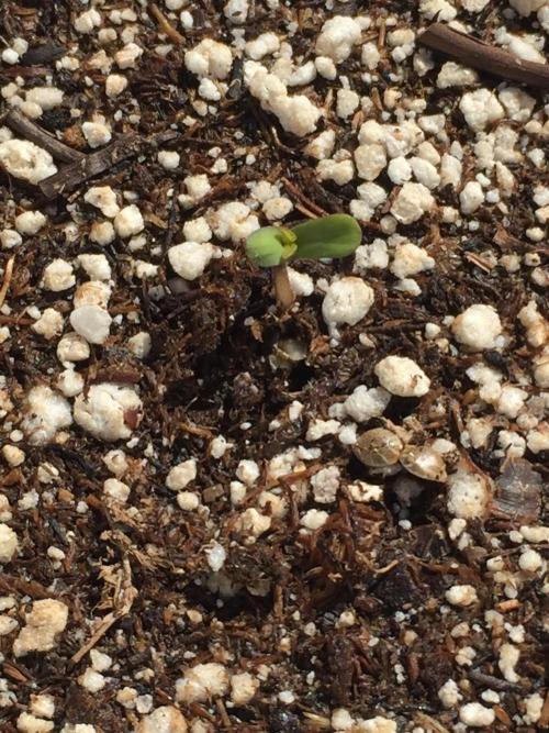 F4 Love From Chubbs!. Week 0
