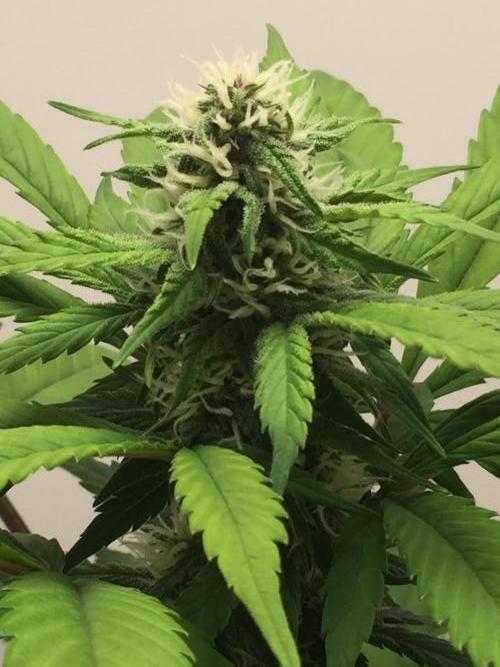 PAPAYA COOKIES AUTO. Week 7