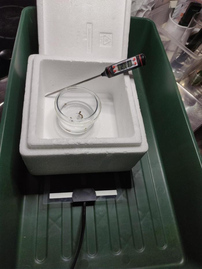 Kush auf Steinwolle in der Wilma XXL...!. Week 0 - Samen im Wasserglas bei 25° gerade am keimen