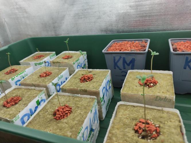 Kush auf Steinwolle in der Wilma XXL...!. Week 1 - Woche 1. Bereits im Steinwollewürfel in einer Anzuchtschale.