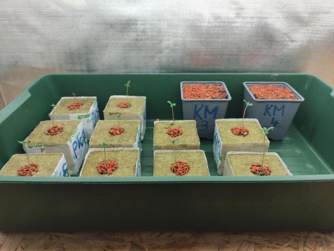 Kush auf Steinwolle in der Wilma XXL...!. Week 1 - Woche 1. Die empfindlichen Keimlinge wurden mit Seramis/Vermiculit Mix verfüllt,