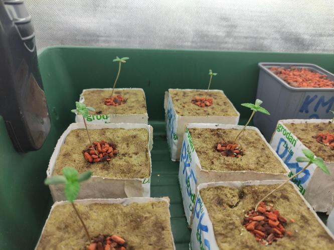 Kush auf Steinwolle in der Wilma XXL...!. Week 2 - Anfang Woche 2. Würfel wurden mit TNC Bactorr S13 geimpft.