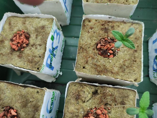 Kush auf Steinwolle in der Wilma XXL...!. Week 2 - Anfang Woche 2. Wachstum findet hauptsächlich unterirdisch statt.