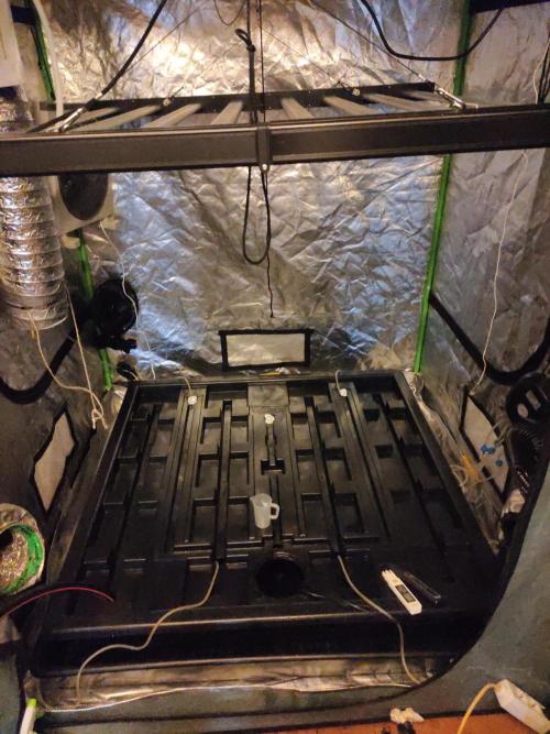 Kush auf Steinwolle in der Wilma XXL...!. Week 2 - Zelt vor der Neubepflanzung . Das schwarze unten ist die Atami Wilma XXL 20×6,5l