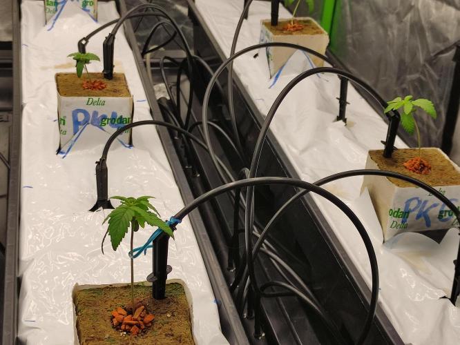 Kush auf Steinwolle in der Wilma XXL...!. Week 2 - Ende Woche 2. Auf den Matten in Librakästen.
Mit Tropfbewässerung.