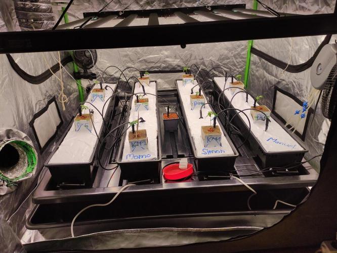 Kush auf Steinwolle in der Wilma XXL...!. Week 2 - Ende Woche 2. Im Zelt angekommen.