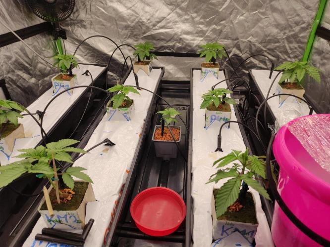 Kush auf Steinwolle in der Wilma XXL...!. Week 3