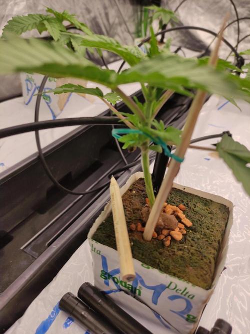 Kush auf Steinwolle in der Wilma XXL...!. Week 3