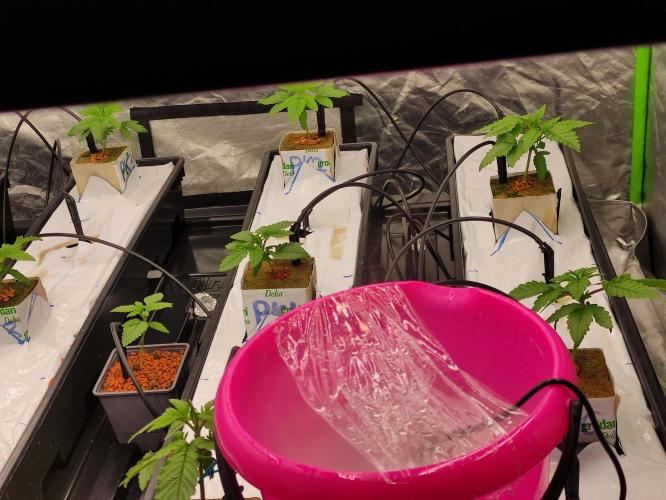 Kush auf Steinwolle in der Wilma XXL...!. Week 3