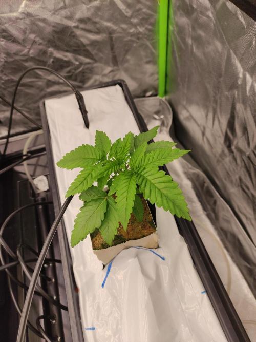 Kush auf Steinwolle in der Wilma XXL...!. Week 3