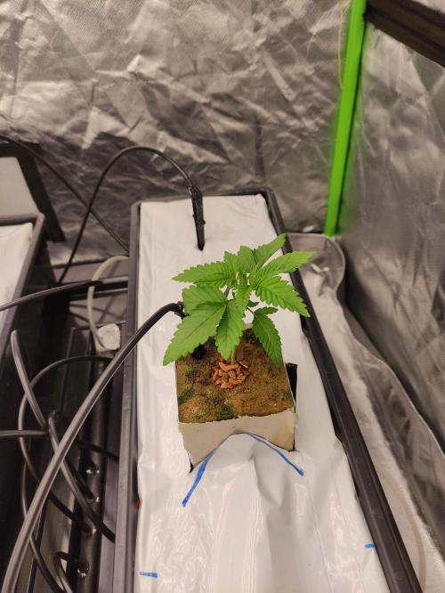 Kush auf Steinwolle in der Wilma XXL...!. Week 3