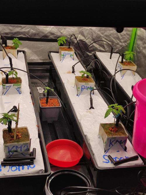 Kush auf Steinwolle in der Wilma XXL...!. Week 3