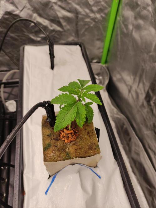 Kush auf Steinwolle in der Wilma XXL...!. Week 3