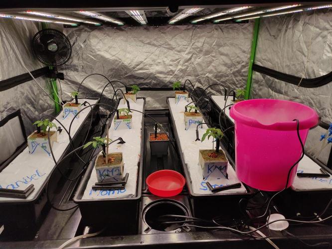 Kush auf Steinwolle in der Wilma XXL...!. Week 3