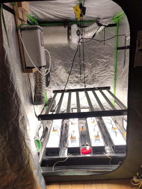 Kush auf Steinwolle in der Wilma XXL...!. Week 3