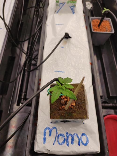 Kush auf Steinwolle in der Wilma XXL...!. Week 3 - Woche 3.