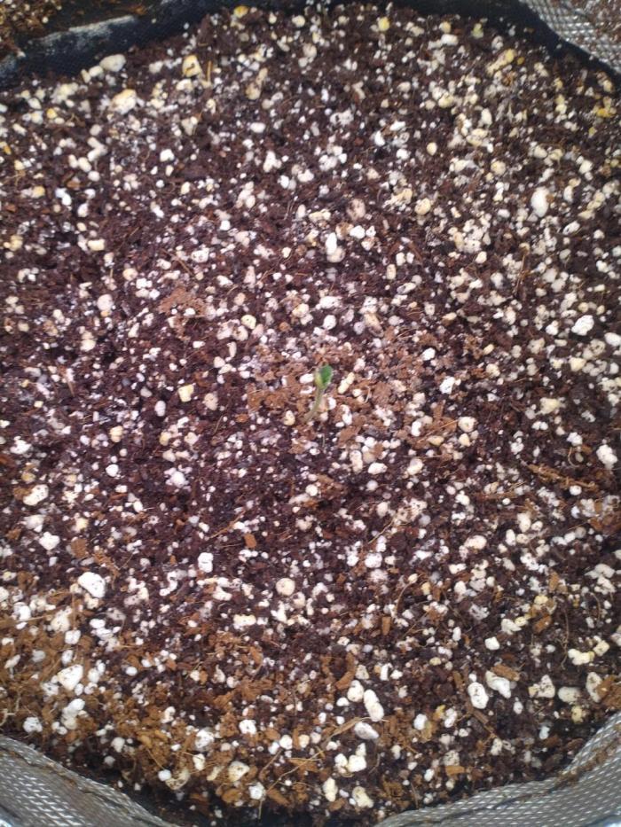 OLE LARRY OG. Week 0