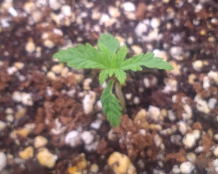 OLE LARRY OG. Week 1