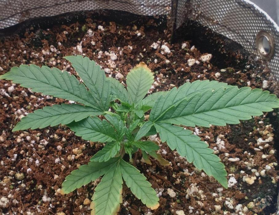 OLE LARRY OG. Week 2