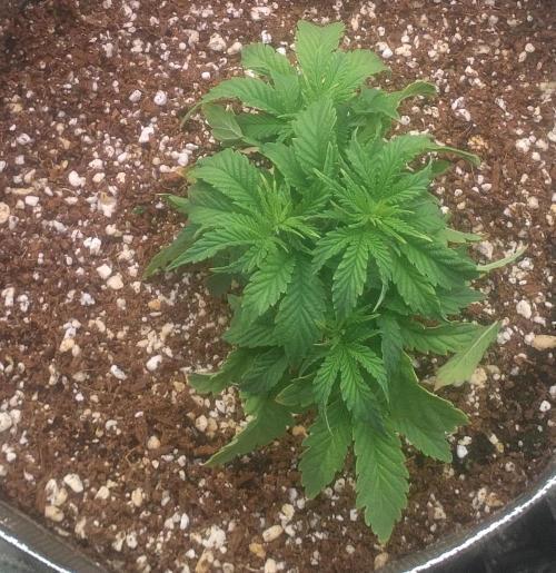 OLE LARRY OG. Week 3
