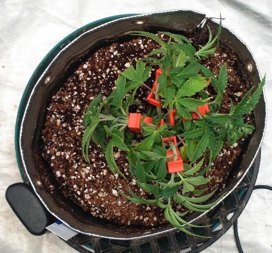 OLE LARRY OG. Week 4