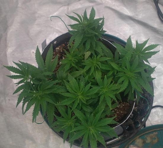 OLE LARRY OG. Week 5