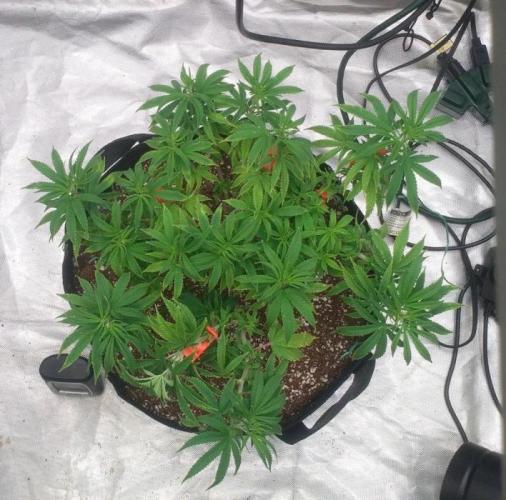 OLE LARRY OG. Week 6