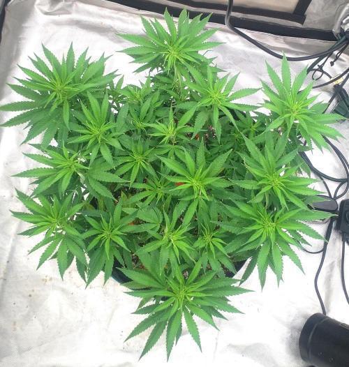 OLE LARRY OG. Week 7