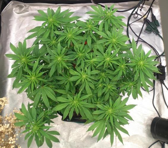 OLE LARRY OG. Week 8