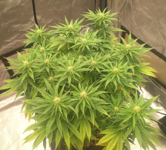 OLE LARRY OG. Week 9