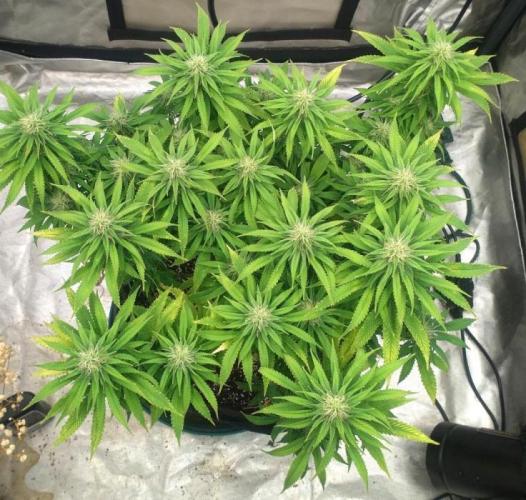 OLE LARRY OG. Week 10