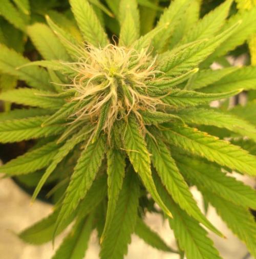 OLE LARRY OG. Week 10