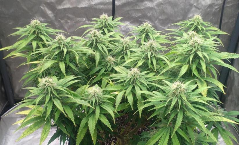 OLE LARRY OG. Week 10