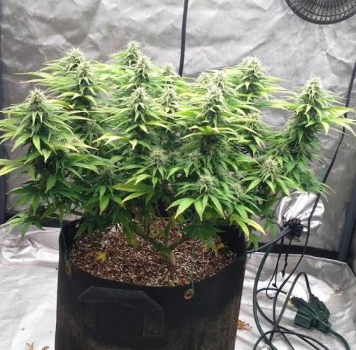 OLE LARRY OG. Week 11