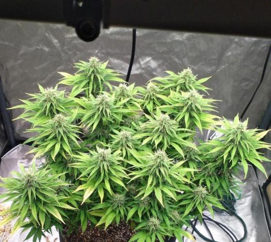 OLE LARRY OG. Week 11