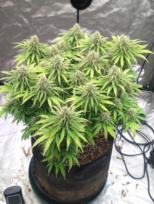 OLE LARRY OG. Week 12