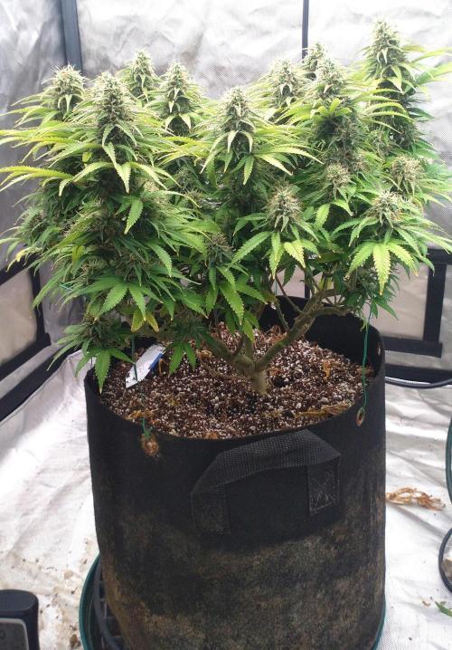 OLE LARRY OG. Week 12