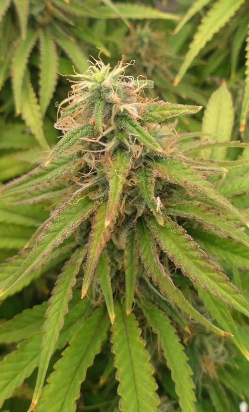 OLE LARRY OG. Week 12