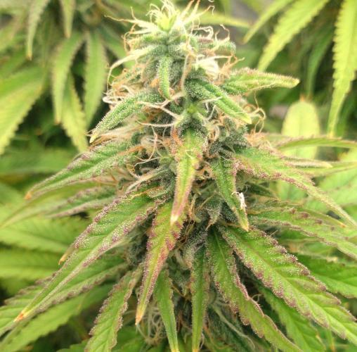 OLE LARRY OG. Week 12