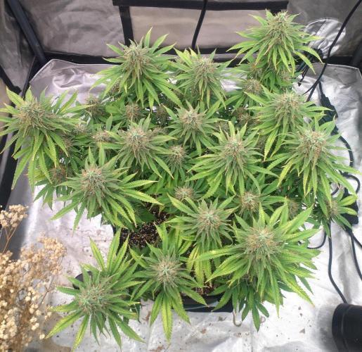 OLE LARRY OG. Week 14