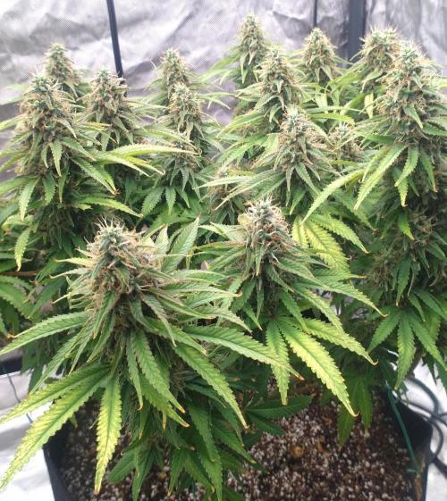 OLE LARRY OG. Week 14