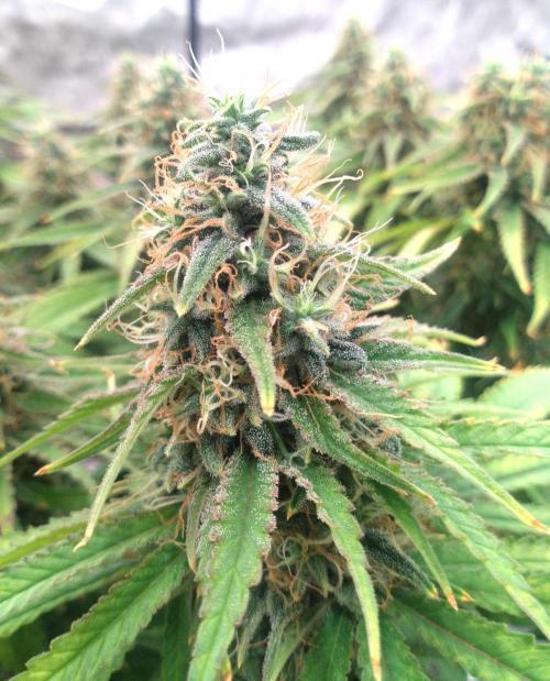 OLE LARRY OG. Week 14