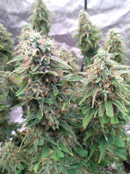 OLE LARRY OG. Week 14