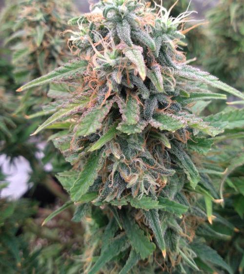 OLE LARRY OG. Week 14