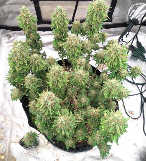 OLE LARRY OG. Week 14