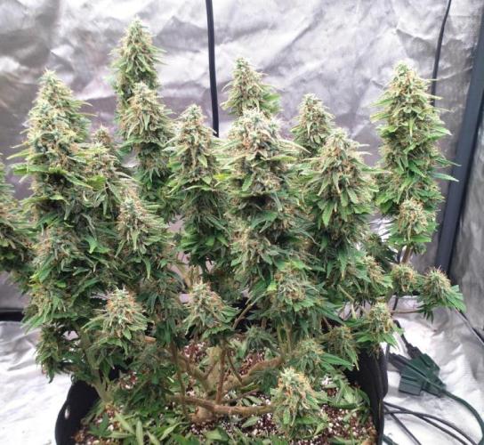 OLE LARRY OG. Week 14