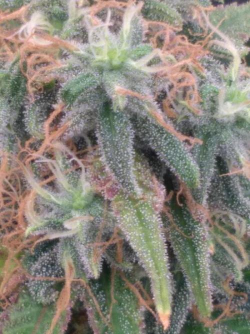 OLE LARRY OG. Week 14